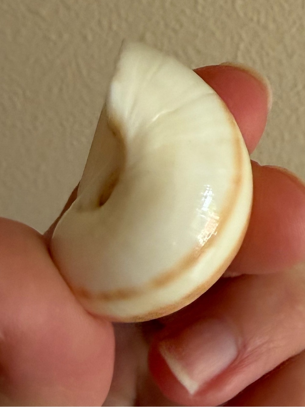 SEASHELL - Picture 4 of 5